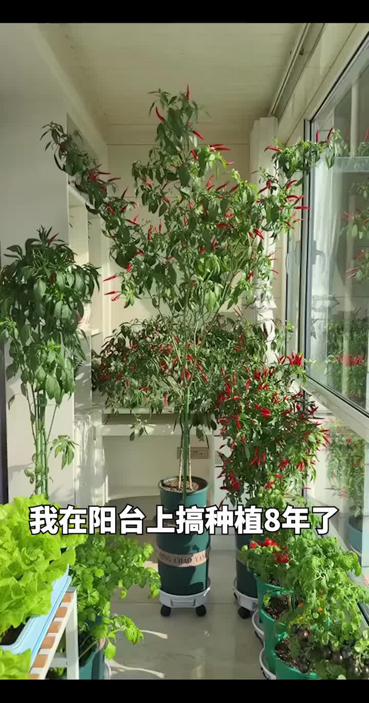 女子将家里的阳台变“菜园”！种植8年蔬菜，既可食用又美观